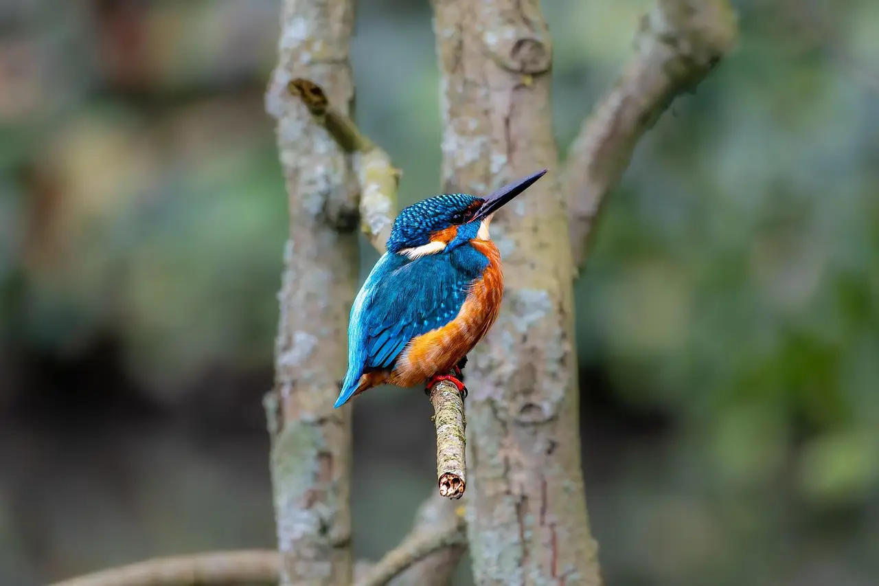 Wildlife Photographer of the Year 2026 winners revealed - BBC Wildlife Magazine