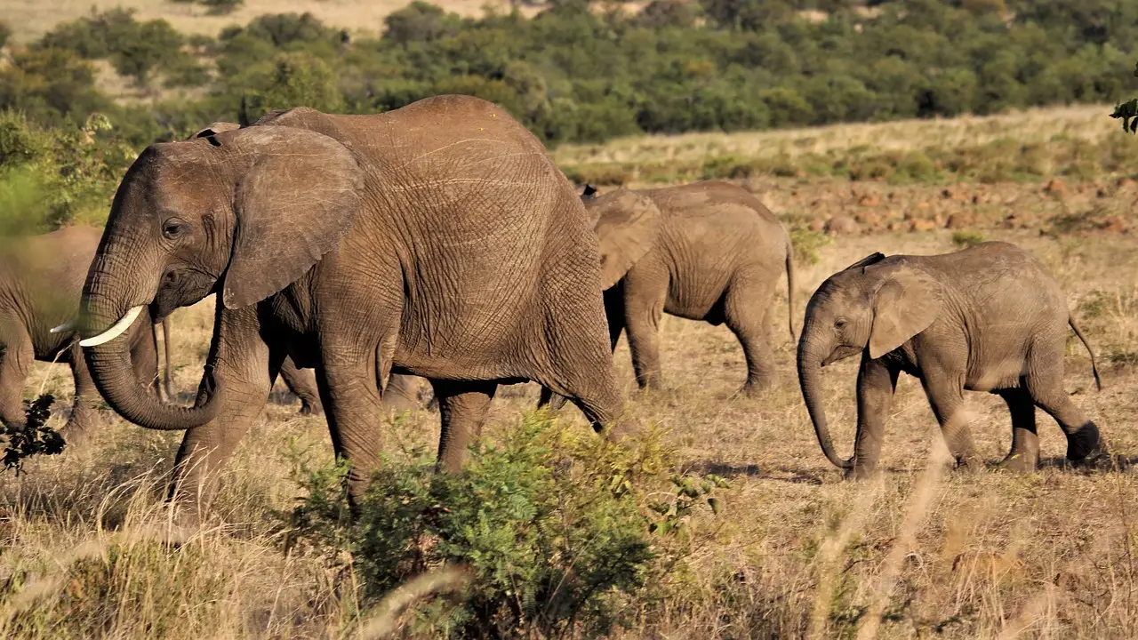 Powerful Photo of a Mother Elephant Carrying Dead Calf Wins Wildlife Photographer of the Year