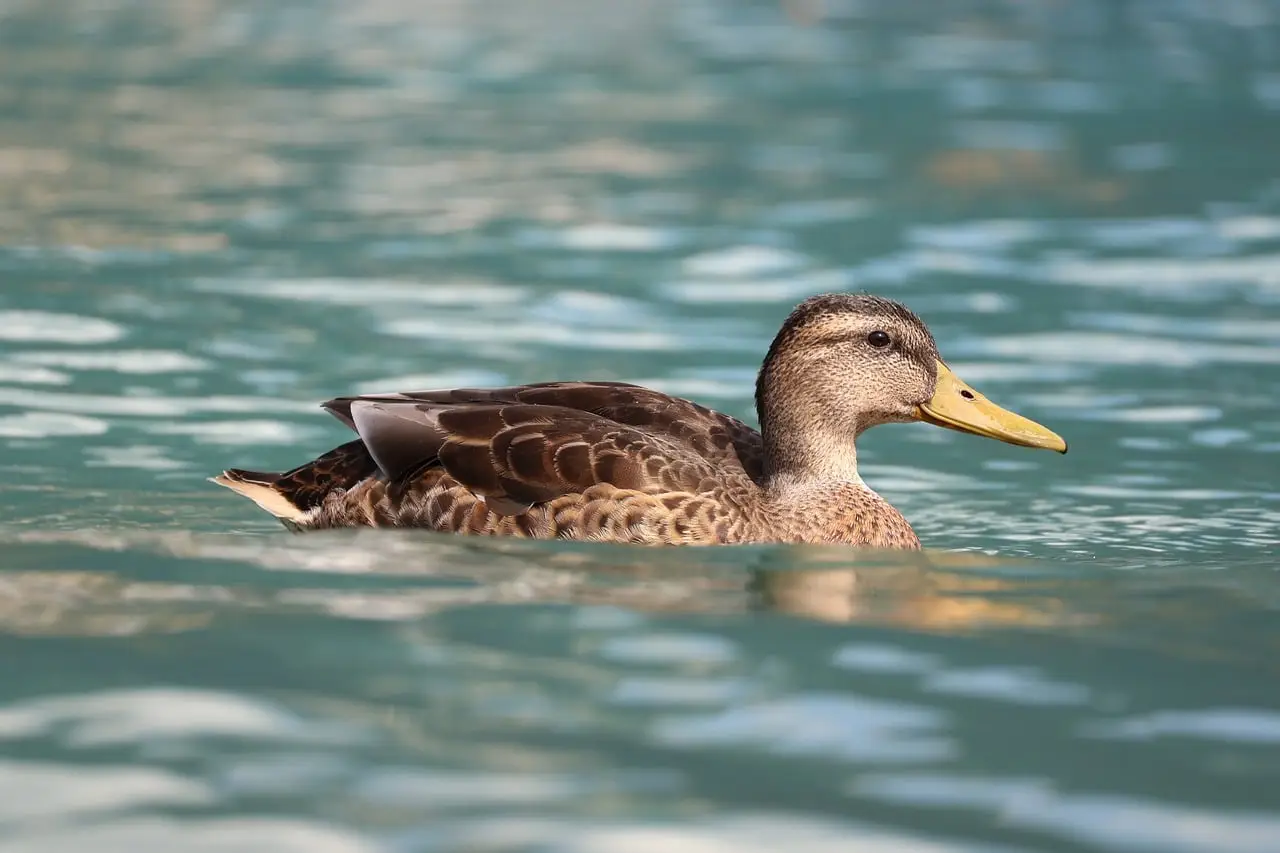 Outdoor photography exhibition celebrates wildlife - BBC